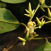 <i>Diospyros oocarpa</i>  Thwaites